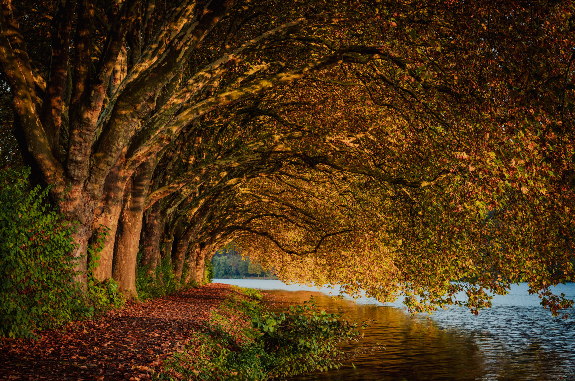 Baldeneysee Herbst Sonnenaufgang Fotospot