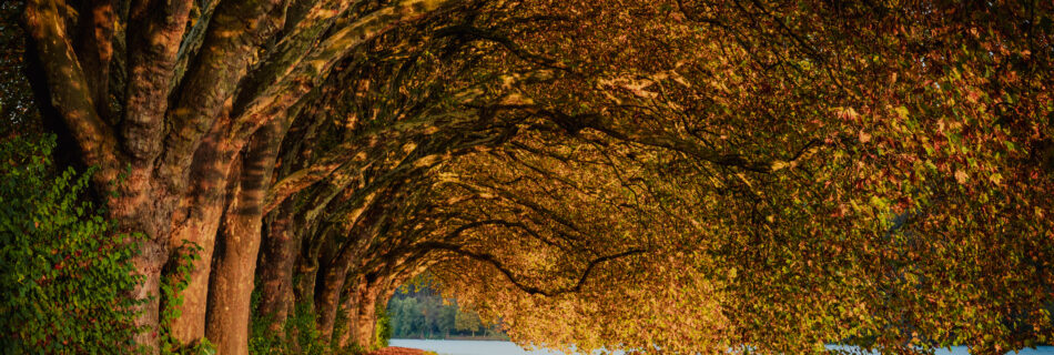 Baldeneysee Herbst Sonnenaufgang Fotospot