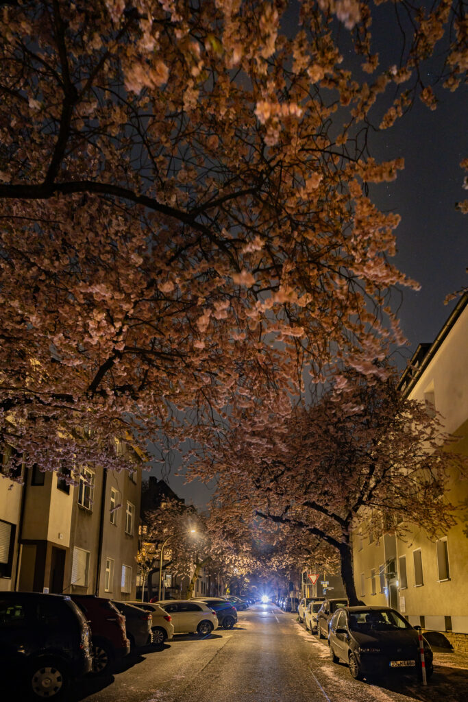 Kirschblüte Dortmund