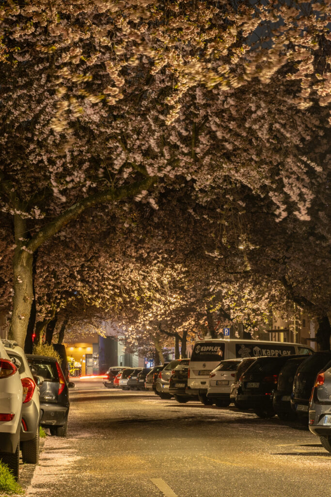 Kirschbaumblüte am Straßenrand