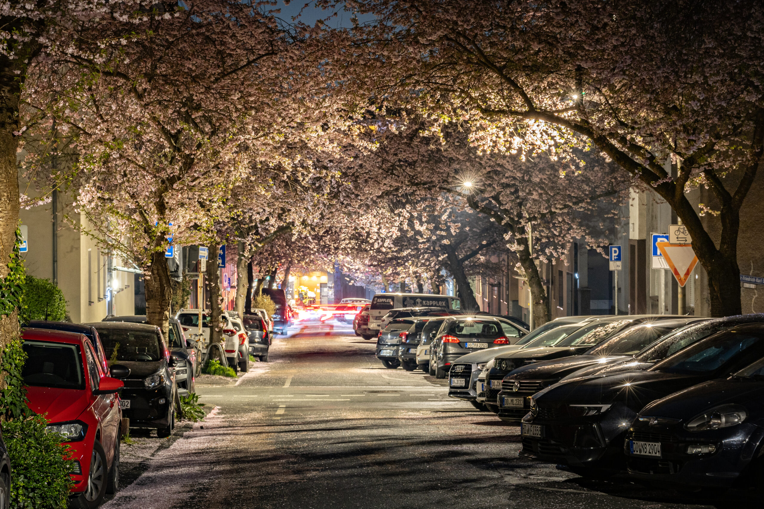 Kirschblüte Dortmund Moltkestraße
