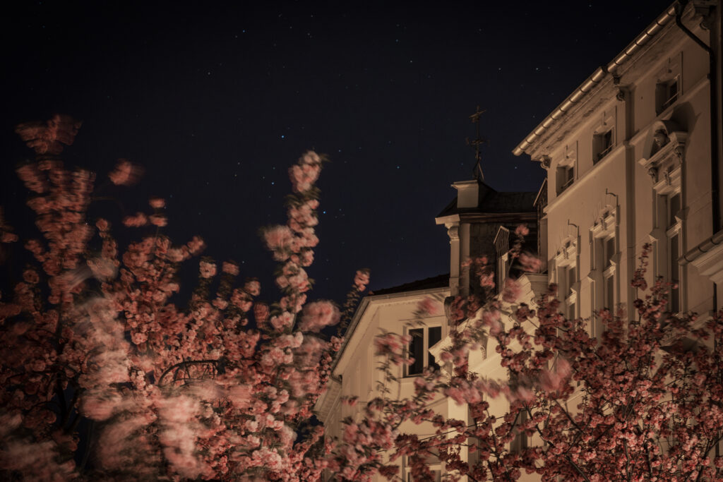 Kirschblüte Bonn 2025