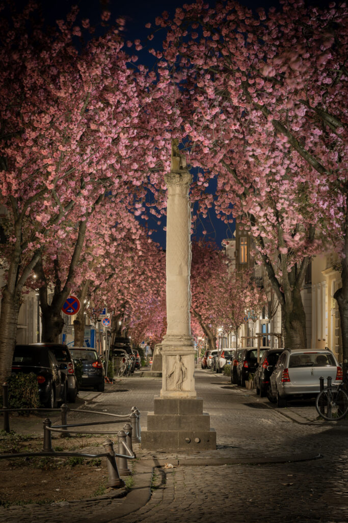 100mm Brennweite Kirschblüte