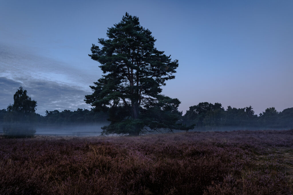 Westruper Heide
