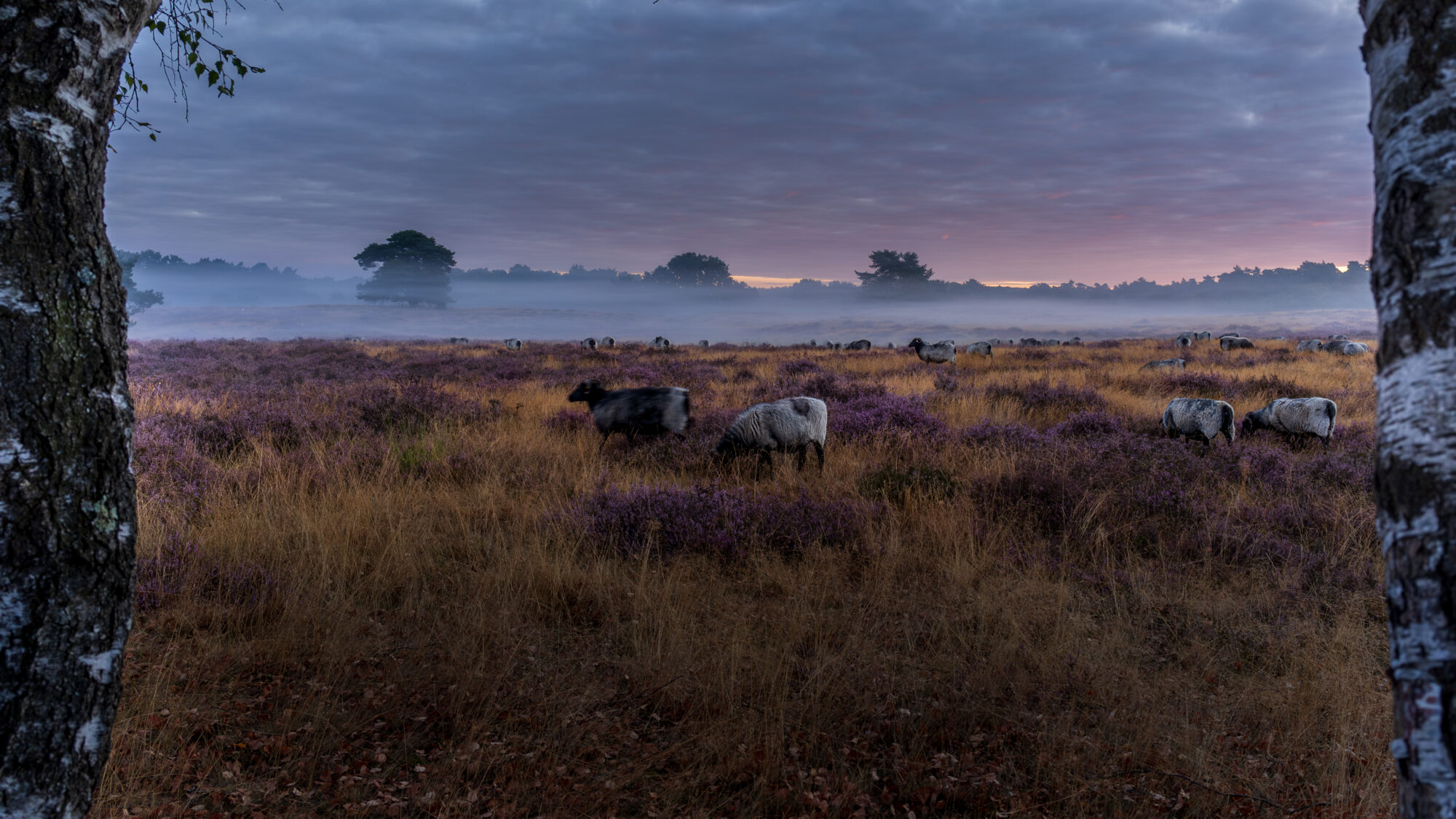 Westruper Heide
