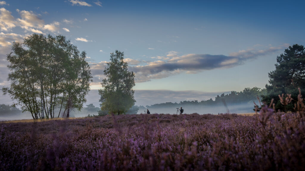 Westruper Heide