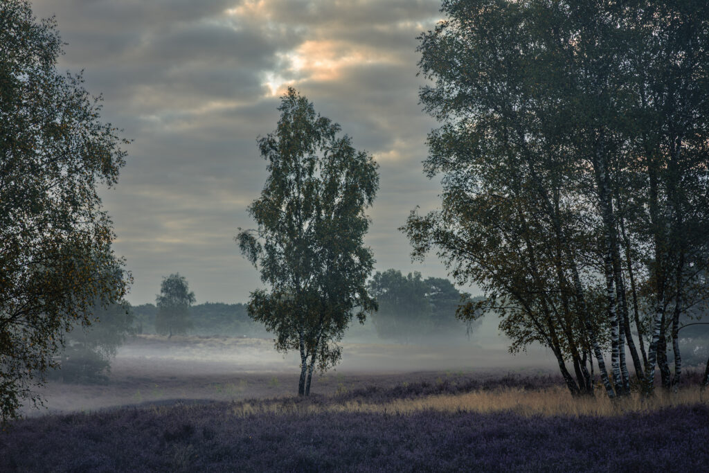 Westruper heide