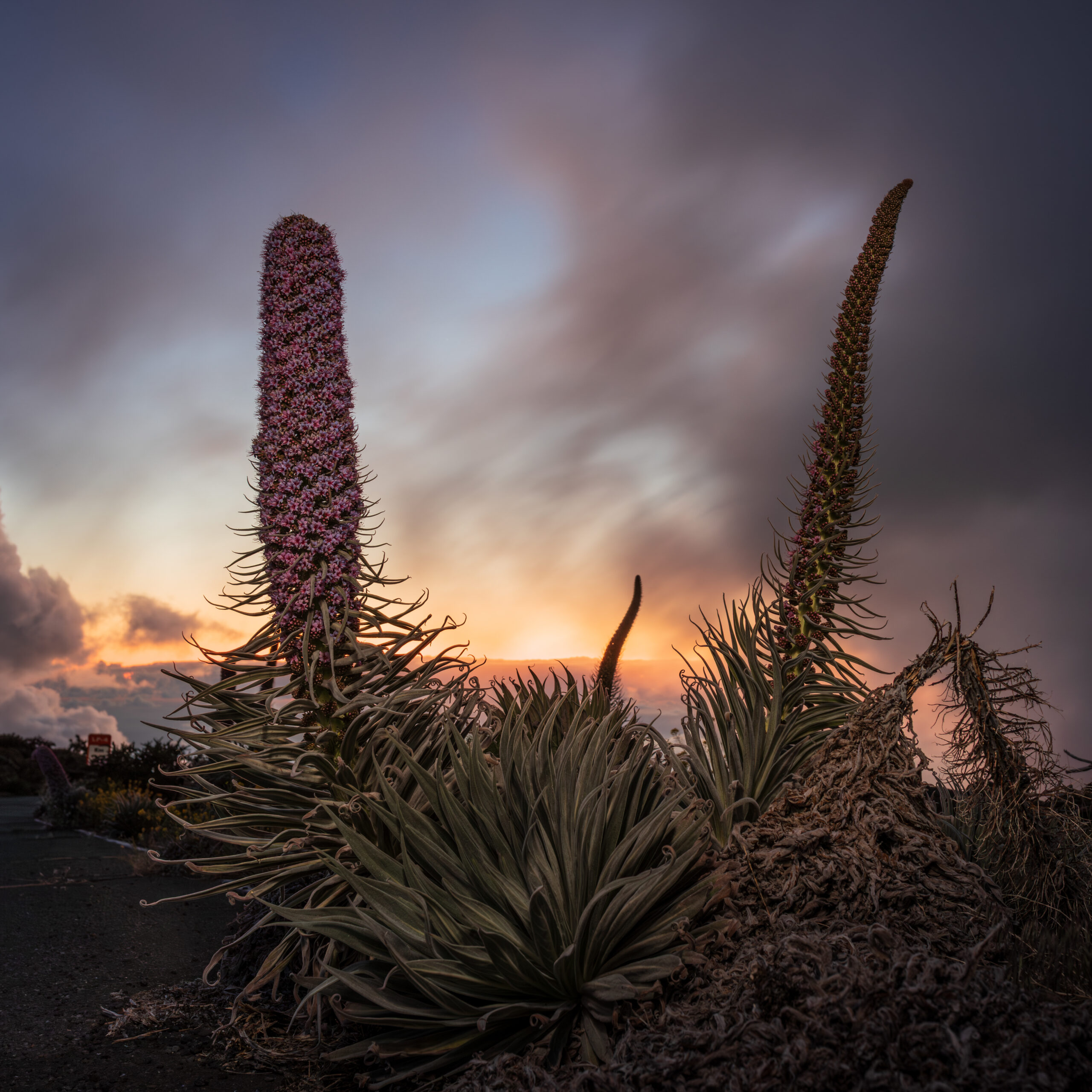 La Palma